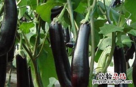茄子修剪技术 茄子修剪技术图解