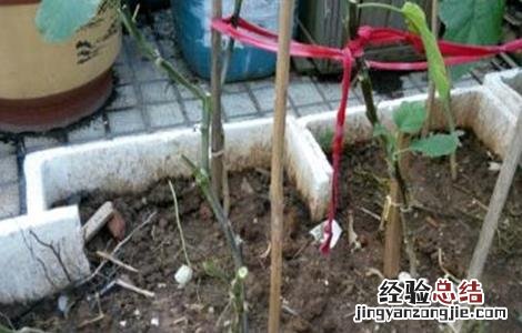 茄子修剪技术 茄子修剪技术图解