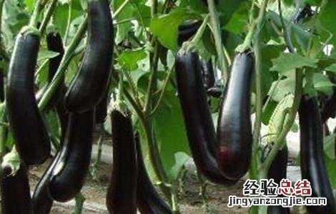 茄子修剪技术 茄子修剪技术图解