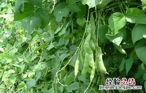 如何处理芸豆 芸豆畸形的原因及解决方法