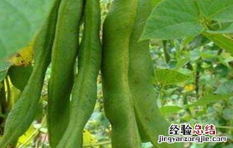 如何处理芸豆 芸豆畸形的原因及解决方法