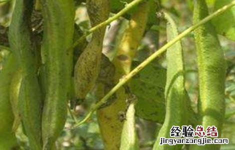 如何处理芸豆 芸豆畸形的原因及解决方法