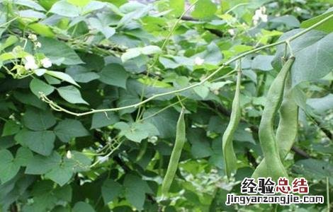 如何处理芸豆 芸豆畸形的原因及解决方法