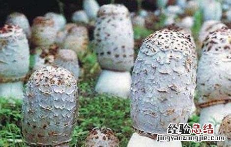鸡腿菇栽培注意事项 鸡腿菇栽培注意事项视频
