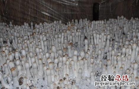 鸡腿菇栽培注意事项 鸡腿菇栽培注意事项视频