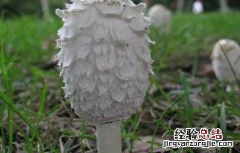 鸡腿菇栽培注意事项 鸡腿菇栽培注意事项视频