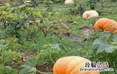 南瓜的种植条件和方法 南瓜的种植条件
