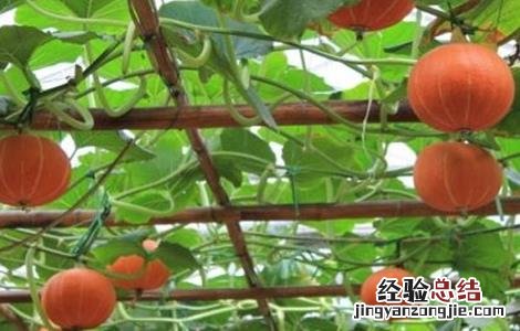 南瓜的种植条件和方法 南瓜的种植条件