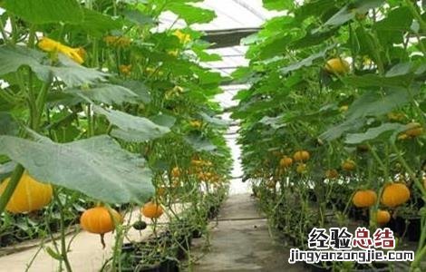 南瓜的种植条件和方法 南瓜的种植条件