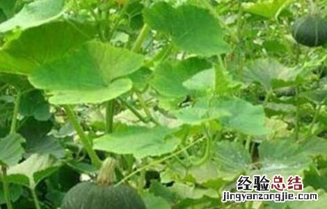 南瓜的田间管理技术 南瓜的田间管理技术,打枝视频