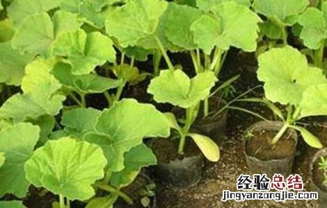 南瓜的田间管理技术 南瓜的田间管理技术,打枝视频