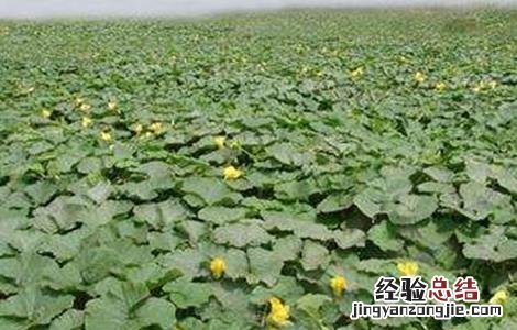南瓜的高産施肥技术与管理 南瓜的高産施肥技术