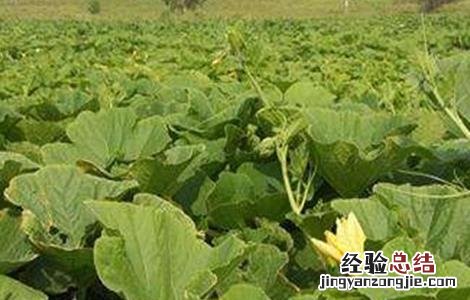 南瓜的高産施肥技术与管理 南瓜的高産施肥技术
