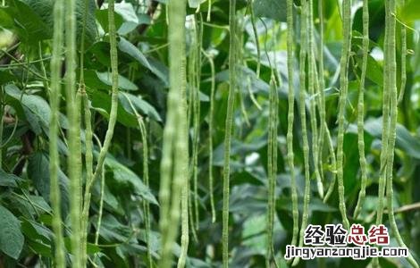 豆角对环境条件的要求 豆角对土壤的要求