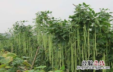豆角对环境条件的要求 豆角对土壤的要求