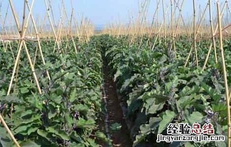 茄子施肥时的注意事项有哪些 茄子施肥时的注意事项