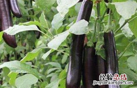 茄子施肥时的注意事项有哪些 茄子施肥时的注意事项