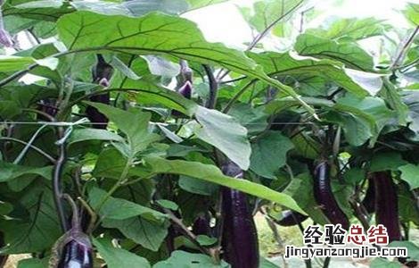 茄子施肥时的注意事项有哪些 茄子施肥时的注意事项