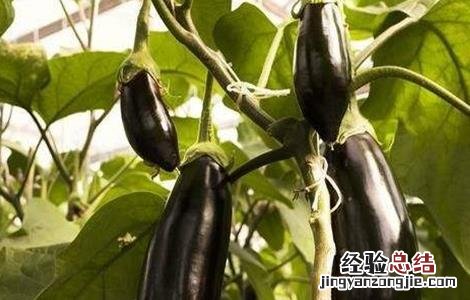 茄子施肥时的注意事项有哪些 茄子施肥时的注意事项