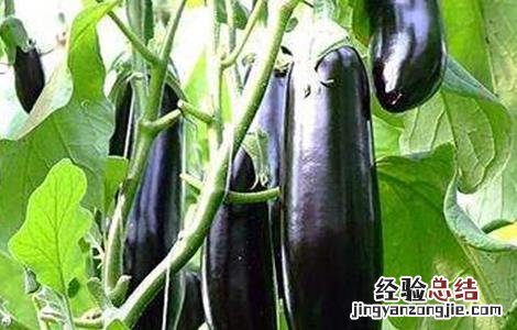 茄子的施肥方法 茄子的施肥方法有哪些