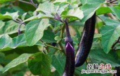 茄子的施肥方法 茄子的施肥方法有哪些