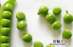 豌豆播种前种子处理方法 豌豆播种前种子处理方法视频