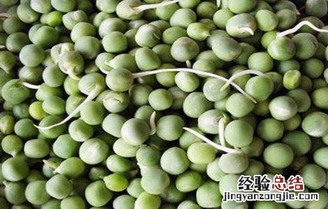 豌豆播种前种子处理方法 豌豆播种前种子处理方法视频