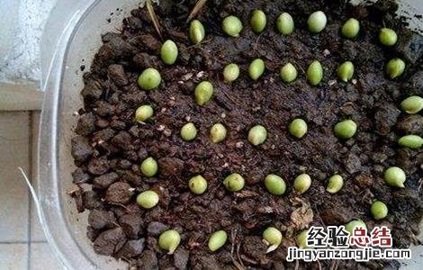 豌豆播种前种子处理方法 豌豆播种前种子处理方法视频