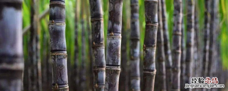 甘蔗种植施什么肥 甘蔗施肥位置