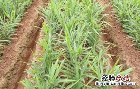 生姜苗期怎么管理 生姜的苗期管理要点