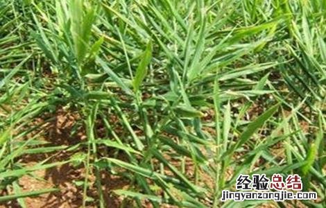 生姜苗期怎么管理 生姜的苗期管理要点