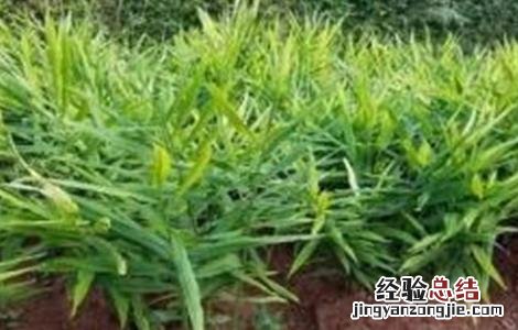 生姜苗期怎么管理 生姜的苗期管理要点