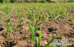 生姜苗期怎么管理 生姜的苗期管理要点