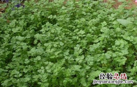 香菜的田间管理技术 香菜栽培管理技术要点