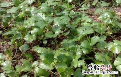 香菜的田间管理技术 香菜栽培管理技术要点