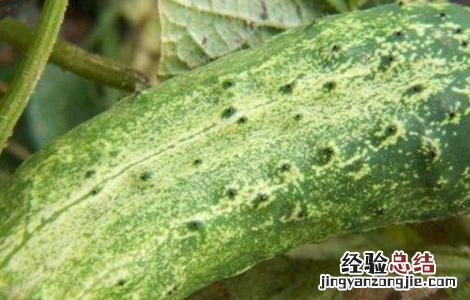 黄瓜如何浸种催芽 黄瓜如何浸种催芽方法