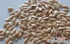 黄瓜如何浸种催芽 黄瓜如何浸种催芽方法