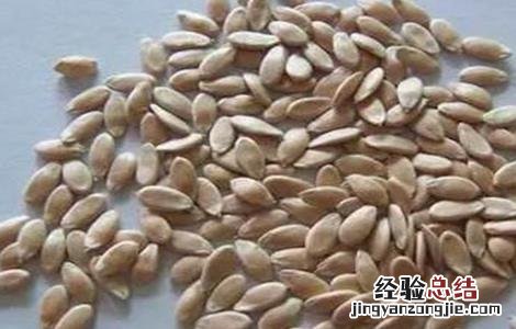 黄瓜如何浸种催芽 黄瓜如何浸种催芽方法