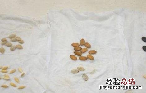 黄瓜如何浸种催芽 黄瓜如何浸种催芽方法