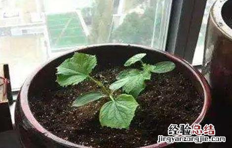 黄瓜如何浸种催芽 黄瓜如何浸种催芽方法