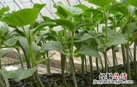 黄瓜如何浸种催芽 黄瓜如何浸种催芽方法