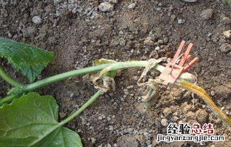 黄瓜的嫁接技术与管理 黄瓜的嫁接技术