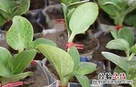 黄瓜的嫁接技术与管理 黄瓜的嫁接技术