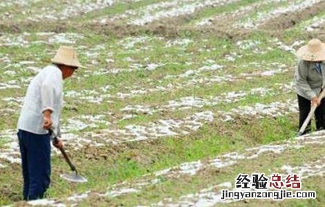 辣椒的高产施肥技术 辣椒怎样施肥高产