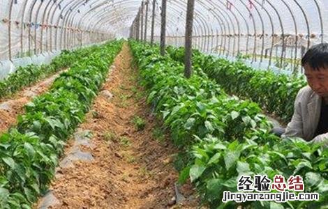 辣椒的高产施肥技术 辣椒怎样施肥高产