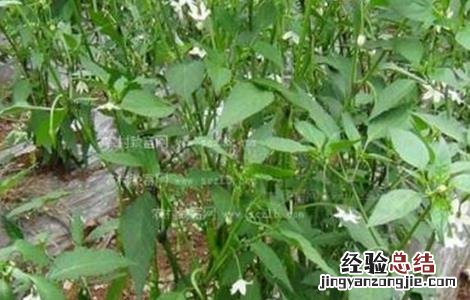 辣椒的高产施肥技术 辣椒怎样施肥高产