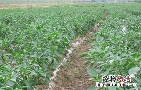 辣椒的高产施肥技术 辣椒怎样施肥高产