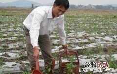 辣椒的高产施肥技术 辣椒怎样施肥高产