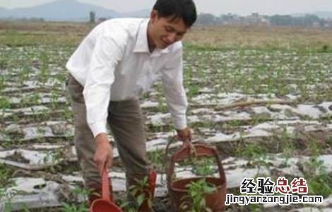 辣椒的高产施肥技术 辣椒怎样施肥高产