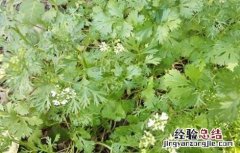 香菜抽薹的预防措施 香菜抽薹的预防措施是什么